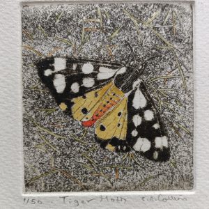 Tiger moth