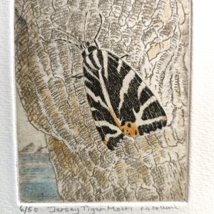 Jersey Tiger Moth