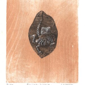 frilled lizard 2