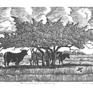 hawthorn clump