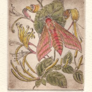elephant hawk moth